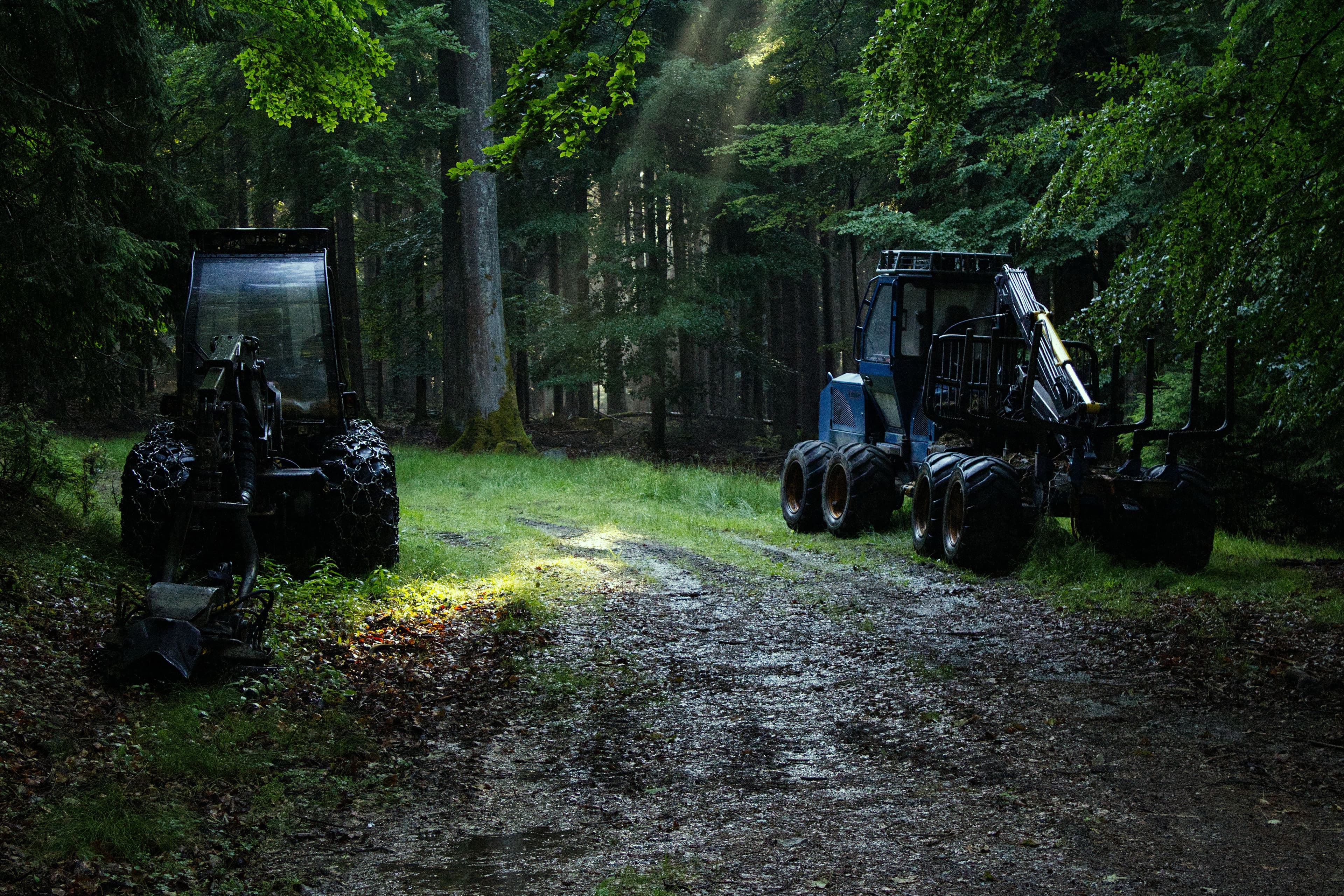 Maszyna leśna w naturalnym środowisku